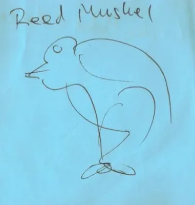 Reedmuskel